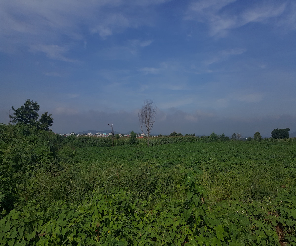 Khu đất bao la cây dại vẫn không được đầu tư