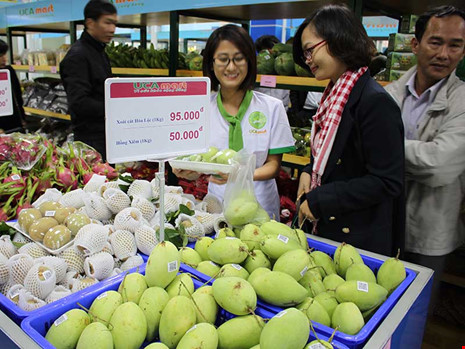 Nhiều DN đã liên kết với nông dân để sản xuất nông sản phục vụ người tiêu dùng. Ảnh: CHÂN LUẬN