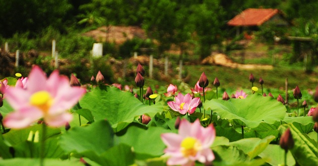 canh-dong-sen-khong-lo-moc-tren-nui-o-quang-nam-no-hoa