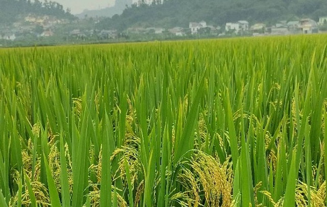xay-dung-de-an-tong-the-cho-trong-trot-giam-phat-thai