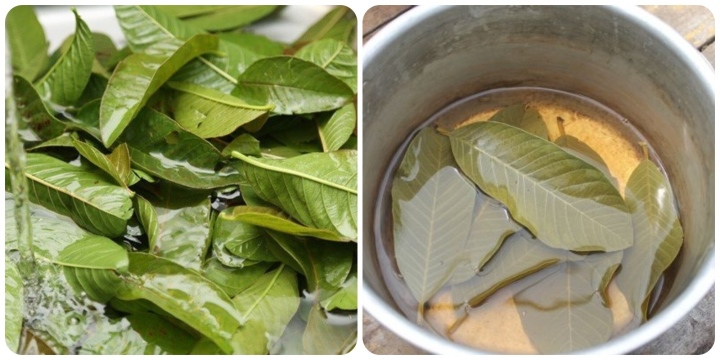 nhung-cong-dung-tuyet-voi-cua-nuoc-la-oi-it-nguoi-biet