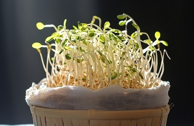 Cách phân biệt giá đỗ sạch và giá đỗ ủ hóa chất đơn giản