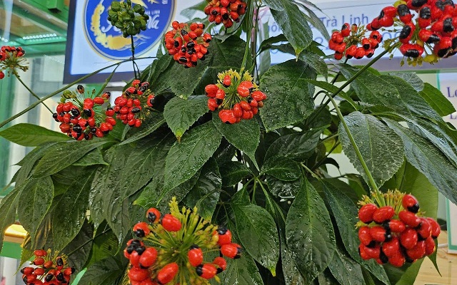da-nang-phat-trien-chuoi-gia-tri-sam-ngoc-linh-huong-ra-toan-cau