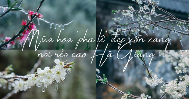 mua-hoa-pha-le-dep-xon-xang-noi-reo-cao-ha-giang