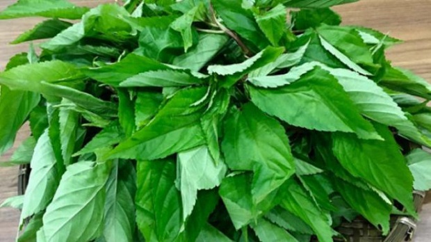 rau-day-giai-nhiet-ngay-he-chua-tao-bon-hieu-qua