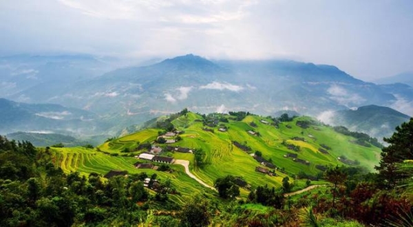1-ruong-bac-thang-vang-ong