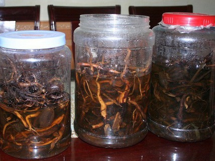 ruou-cay-la-ngon-vanhoadoanhnhan
