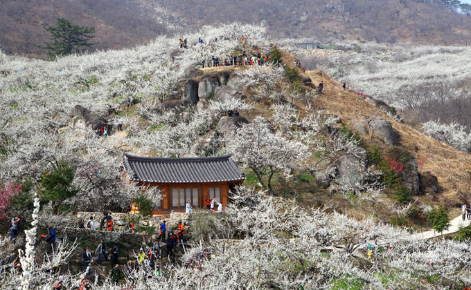 le-hoi-hoa-mai-trang-Gwangyang-International-Maehwa-Festival-vanhoadoanhnhan