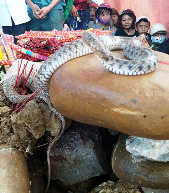 ran-xuat-hien-tren-mo-vhdn-2