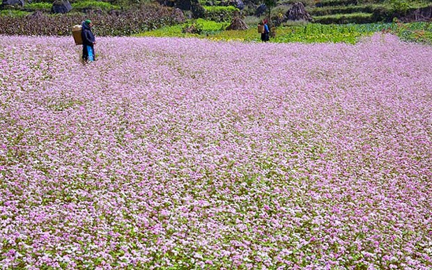 hoa-tam-giac-mach-ha-giang