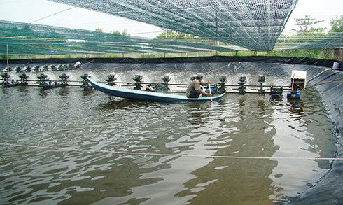 gia-tom-giam-nhung-van-phai-chu-dong-vung-nuoi-vanhoadoanhnhan