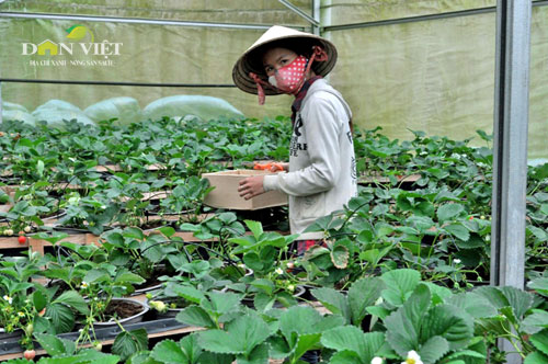 1-kiem-soat-nong-nghiep-theo-chuoi-van-hoa-doanh-nhan