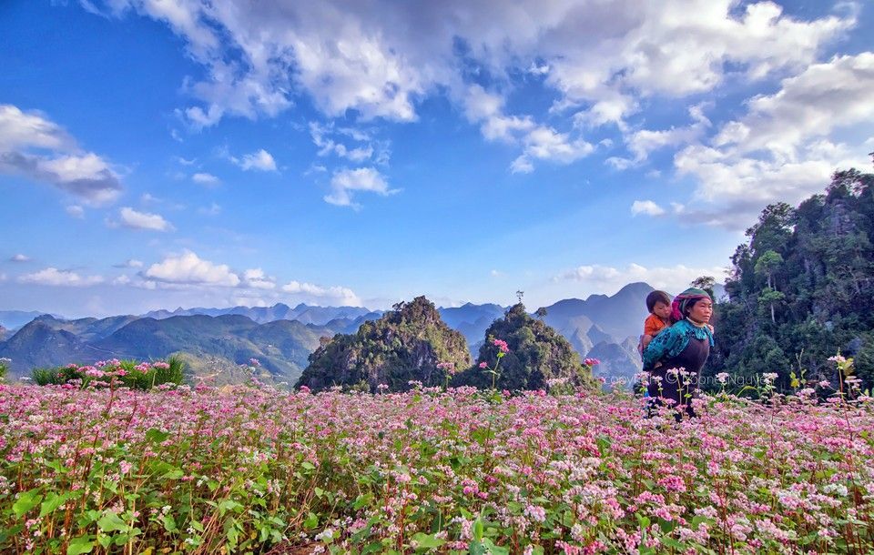 1-kham-pha-y-nghia-hoa-tam-giac-mạch-van-hoa-doanh-nhan