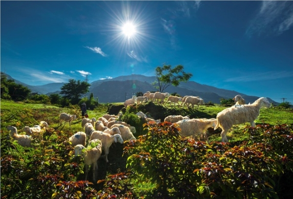 khong-khi-binh-yen-va-ngam-nhin-thanh-dia-cuu-ninh-thuan-van-hoa-doanh-nhan