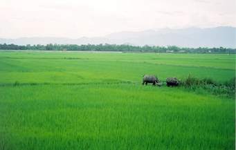 1-mien-thue-dat-nong-nghiep-van-hoa-doanh-nhan