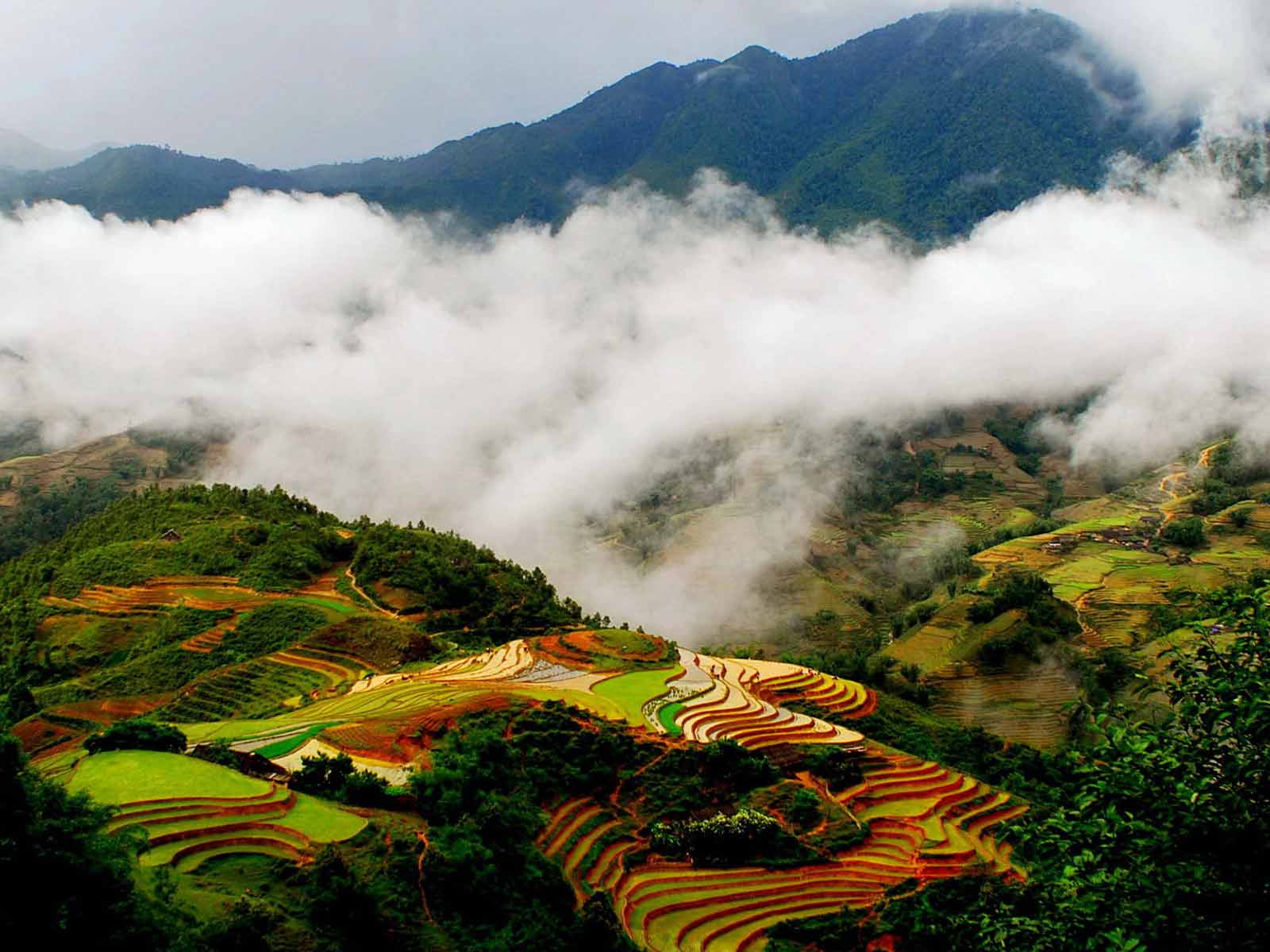 sapa