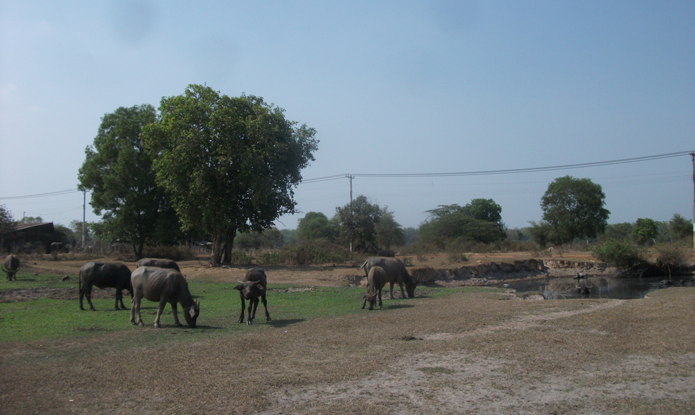 sai-gon-safari-vanhoadoanhnhan